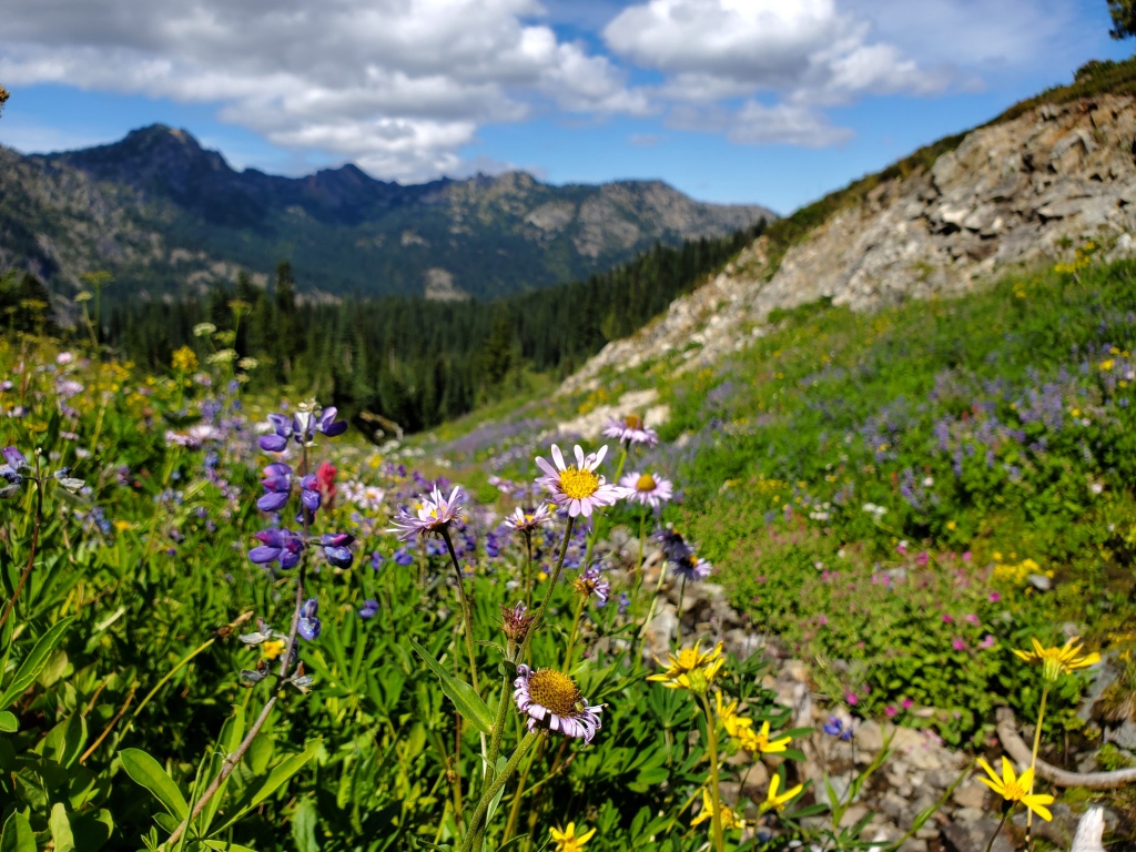 Naches Peak Trail - wildflowers