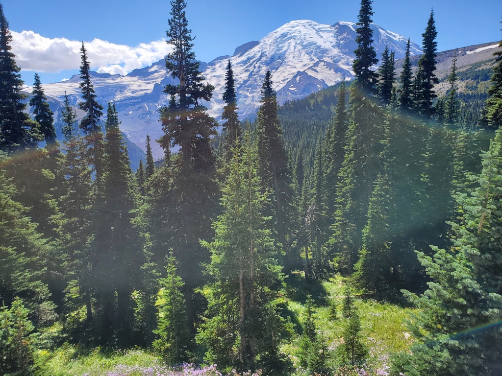 Mount Fremont Trail - view of Mt. Rainier with pine trees in foreground